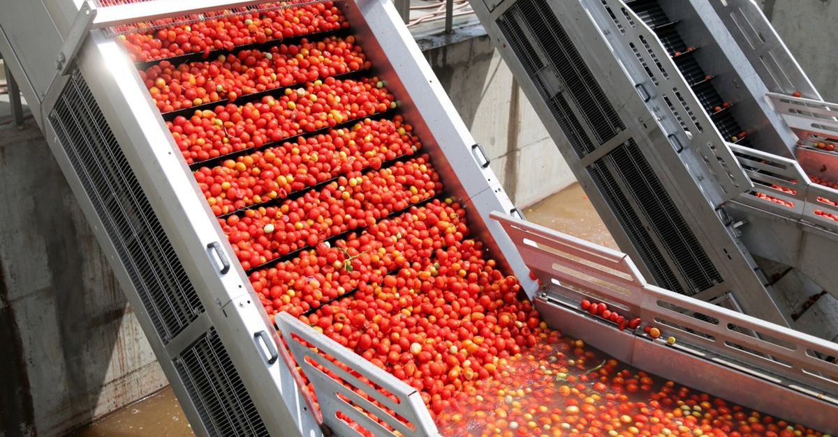 tomatoes on conveyor blancher